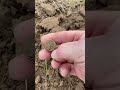 Серебро империи #коп #мд #пошук #metaldetector #поиск #клад