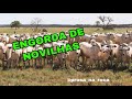 RECRIA E ENGORDA DE NOVILHAS A PASTO