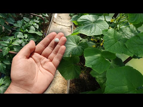 Видео: Черен корен (билка) - полезни свойства и употреба на черен корен, семена от черен корен. Черен корен лечебен