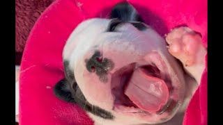 Adorable Frenchie Puppy Yawn Compilation  Cute French Bulldog Puppies Yawning