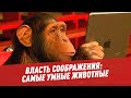 Власть соображения: самые умные животные - Биология