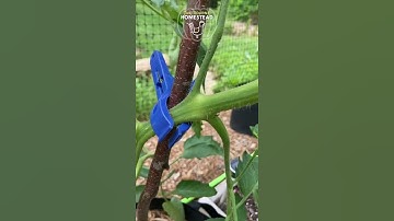 PART 1 - REMOVING A LARGE TOMATO SUCKER | 🍅 TOMATO SHORTS