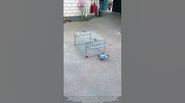 DIY Pigeon Trap Risks : Zinc Cages & Humane Fixes