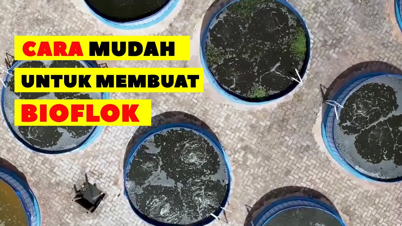 Советы по легкому приготовлению #биофлока для #разведения #рыбы в круглых брезентовых прудах