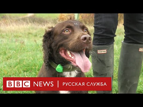 «Я нашла более 200 собак с помощью дрона». Как британка вернула питомцев их хозяевам