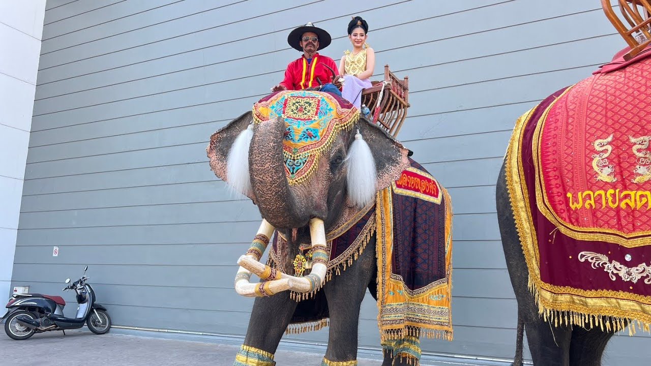 ขบวนแห่ ตำบลโคกยาง อำเภอปราสาท‼️🐘