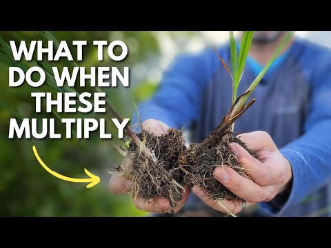 Video: Crocosmia Plantetips - Hvornår og hvordan man planter Crocosmia-løg