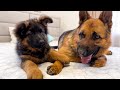 Puppy Demands Attention from German Shepherd