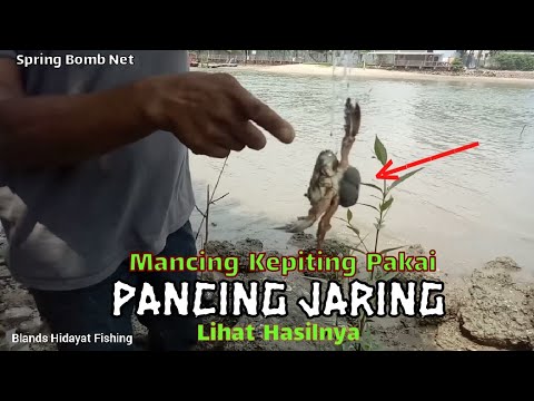 Berburu kepiting pakai pancing jaring , lihat hasilnya || Spring bomb ...