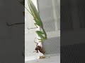 Mantids (Hierodula bipapilla) is Eating Cricket 寬腹斧螳取食蟋蟀