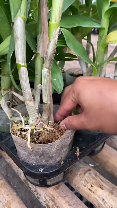 cara menyiram anggrek agar tidak keriput ✨ #anggrek #dendrobium #phalaenopsis #gardening #orchid