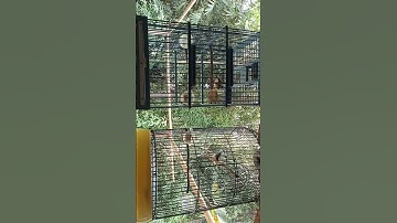 Burung prenjak lumut jantan emosi ketemu betina