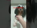 eu e minha cachorra no dim  gobel, comenta  cristal