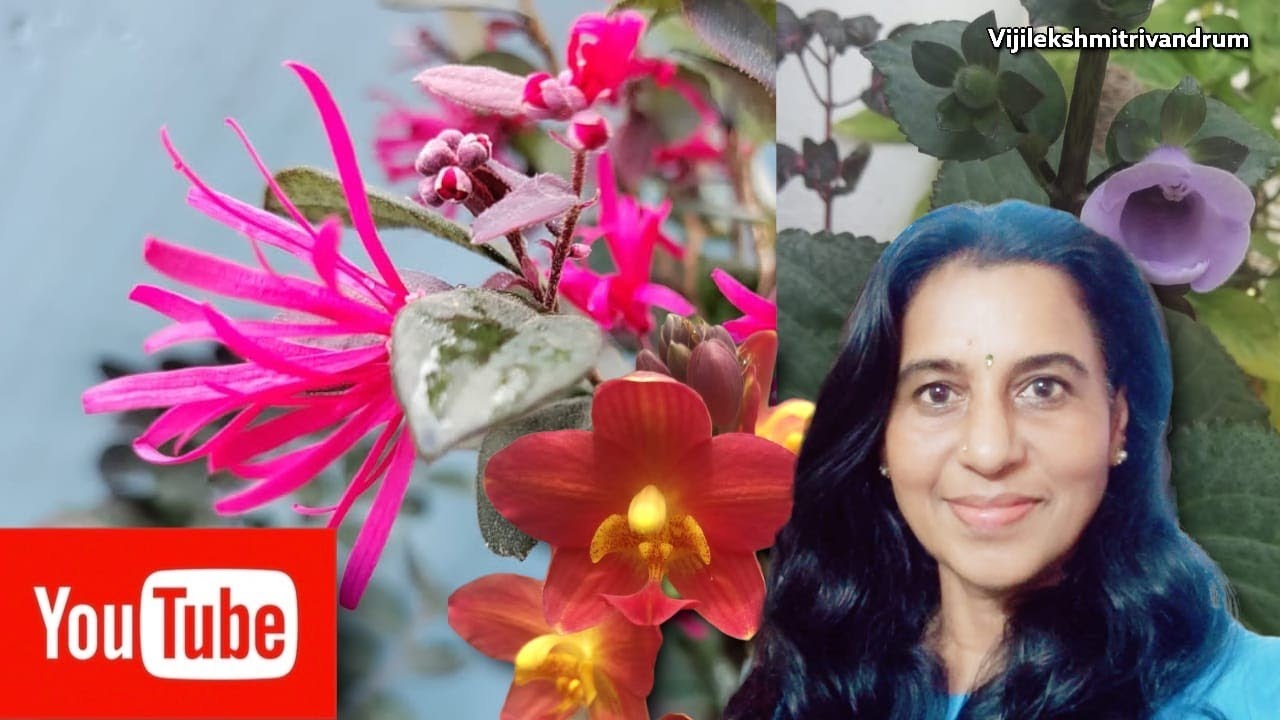 Plants And Flowers At Home vijilekshmitrivandrum YouTube plants-and-flowers-at-home-vijilekshmitrivandrum-youtube