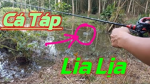 Câu Cá Lóc Sông Sài Gòn  giáp ranh tây ninh | cá Táp Lia Lịa | Quang Hưng Vlog