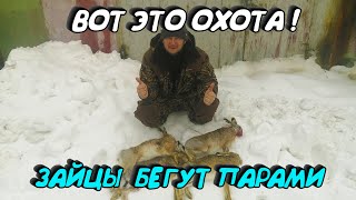 видео: ОХОТА НА ЗАЙЦА. ЗАЙЦЫ СОШЛИ С УМА. 16 ШТУК ДО ОБЕДА. УСТРОИЛИ ОБЛАВУ. ОХОТА 2020. ОЧЕНЬ МНОГО ЗАЙЦА. картинка: ОХОТА НА ЗАЙЦА. ЗАЙЦЫ СОШЛИ С УМА. 16 ШТУК ДО ОБЕДА. УСТРОИЛИ ОБЛАВУ. ОХОТА 2020. ОЧЕНЬ МНОГО ЗАЙЦА.