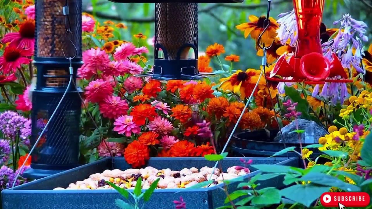 🔴 LIVE 4K Cottage Garden Bird Feeder: Cardinals, Woodpeckers, Song Birds, Bees, Sleep and Flowers
