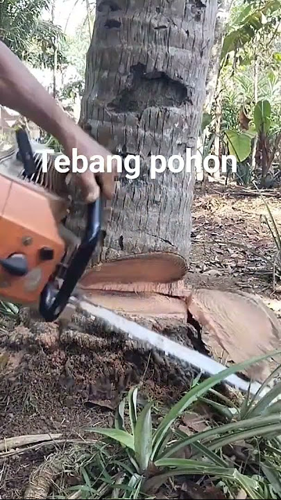 Tebang pohon di kliwungu#tebang_pohon #mesin#stihl#070#mandiraja#banjarnegara#jawatengah#fypyoutube