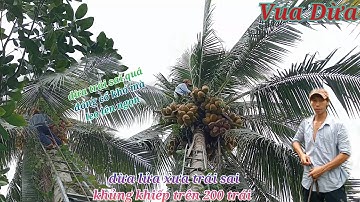 Vua Dừa Miền Tây// cây dừa lửa xưa trái sai khủng khiếp vua dừa mạo hiểm đu quầy dừa để lên ngọn