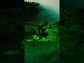 Finding peace in the nature #nature #jungle #peace