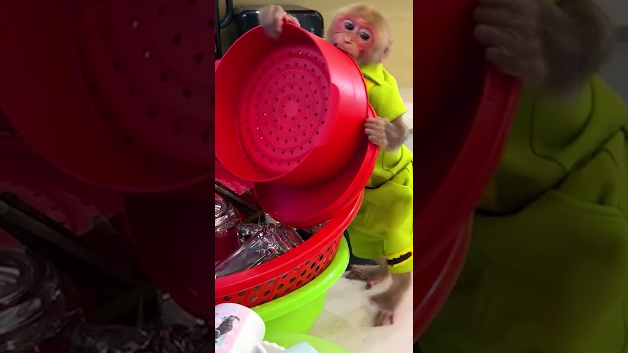 BIbi is a great kitchen assistant when preparing everything 