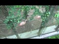 バードケージ－小鳥と小動物の森（長野県松本市） の動画、YouTube動画。