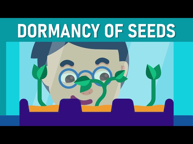 Dormancy: The Sleeping Seed class=