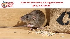 Portland Rodent Exterminators | Portland Rodent Removal