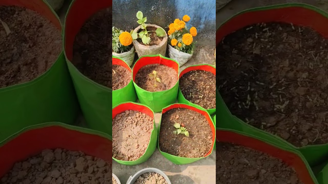 ମୁଁ ନୁଆ ଚାଷୀ କୁ ମୋ ଛାତ ଉପରେ କରିଥିବା ମୋର ଛୋଟ ଫସଲ ।