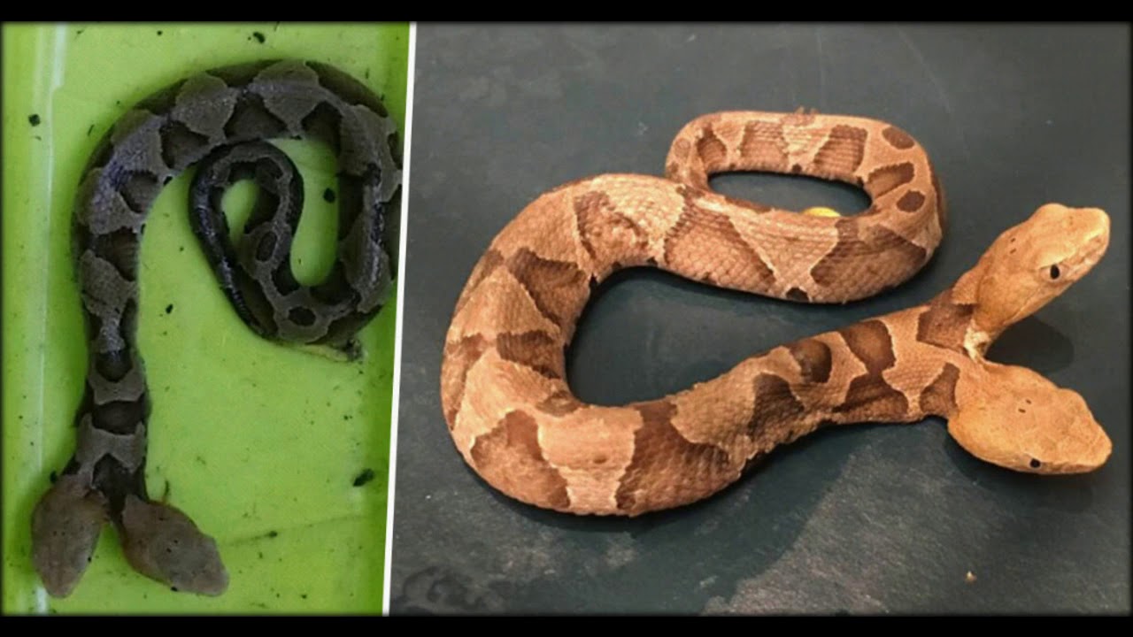 Rare two-headed snake found in garden in Virginia