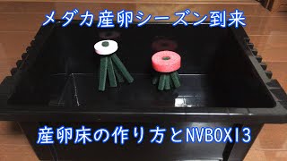メダカの産卵シーズン到来！産卵床の作り方とNVBOX13
