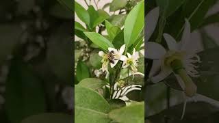 Bal Arısı Portakal Çiçeği Ile Buluşuyor