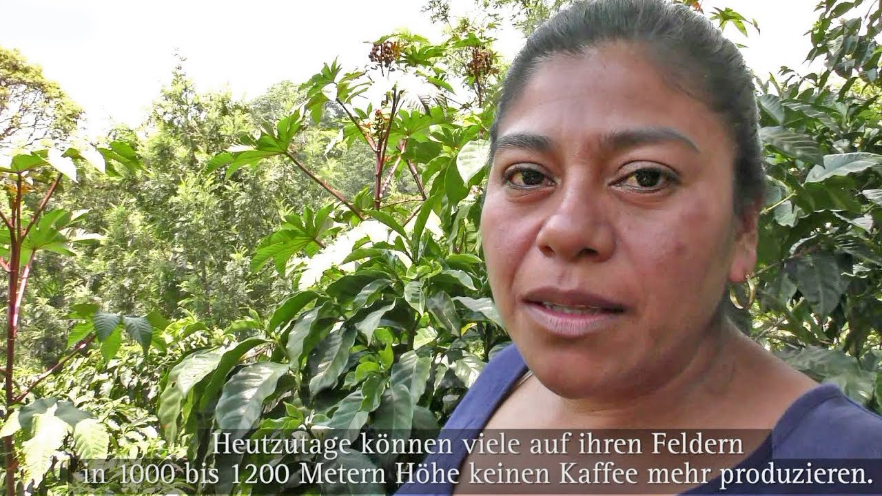 Klimawandel: Auswirkungen – GEPA-Handelspartner berichten