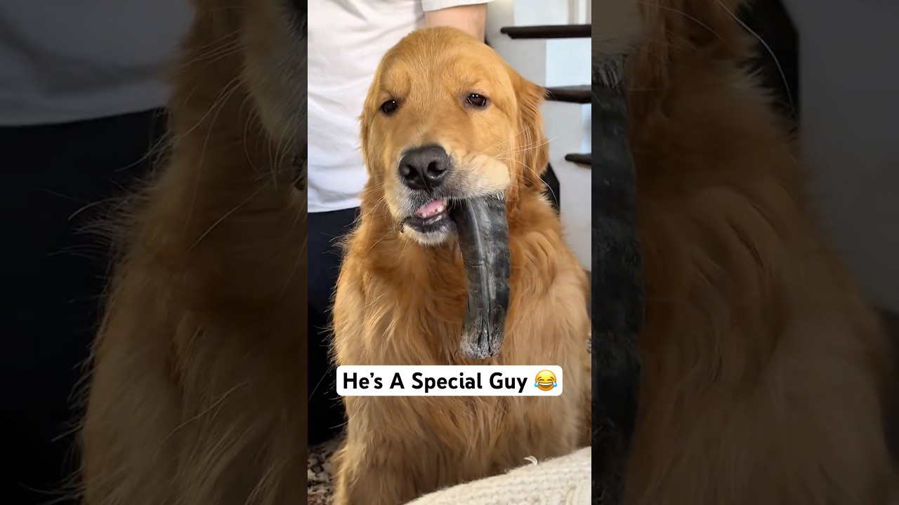 POV: Living With the Most Emotional Golden Retriever