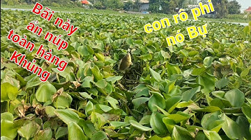 Câu cá rô đồng.mồi dế thã xuống là toàn HuGo.@tranchungcuchi