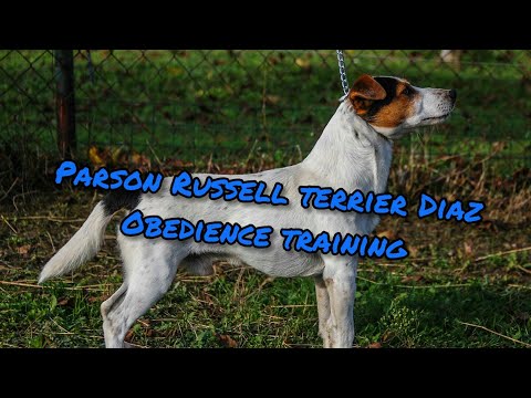 foxwarren jack russell for sale