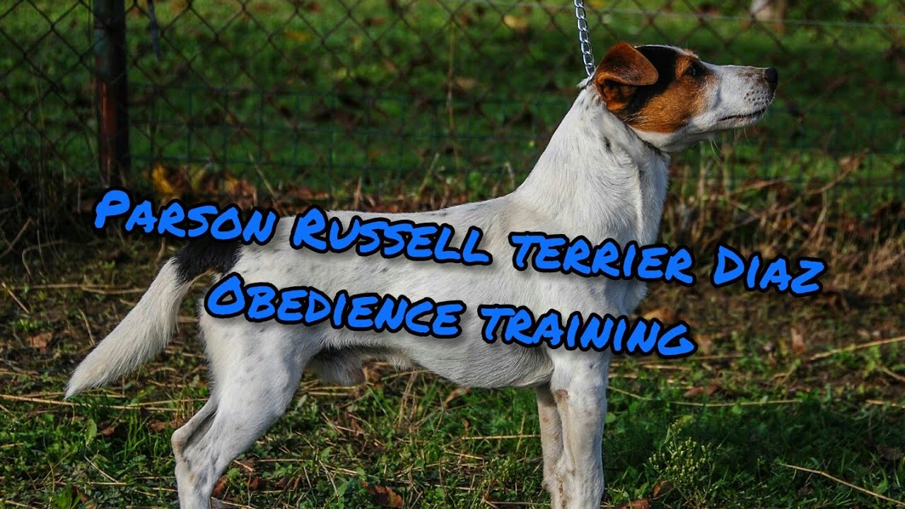parson russell terrier training