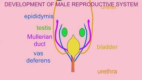 DEVELOPMENT OF THE MALE REPRODUCTIVE SYSTEM
