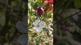 Flowers#video#viral#shortvideos#nature#shorts#shortvideo#short#song#subscribe#short#vtuber