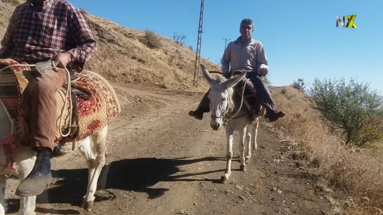 MİYALU- mehlê lewê kôl