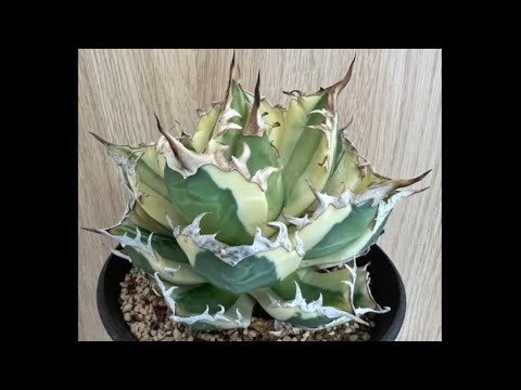 Unboxing Agave Snaggle Tooth - YouTube
