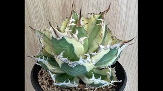 Unboxing Agave Snaggle Tooth - YouTube