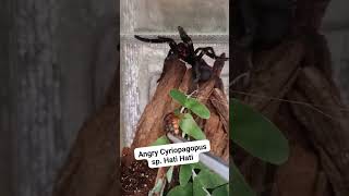 Angry Cyriopagopus sp. Hati Hati 👿 #ptasznik #tarantula #terrarium #spider #pająk #arachno Angry Cyriopagopus sp. Hati Hati 👿 #ptasznik #tarantula #terrarium #spider #pająk #arachno