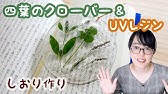 アイロンで1分間でつくる押し花 四つ葉のクローバー Youtube