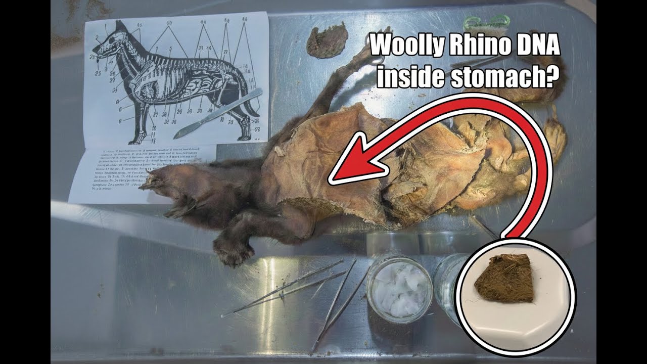 Woolly Rhino DNA Found Inside Wolf Puppy Stomach Provides Clues About Their Extinction