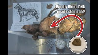 Woolly Rhino DNA Found Inside Wolf Puppy Stomach Provides Clues About Their Extinction
