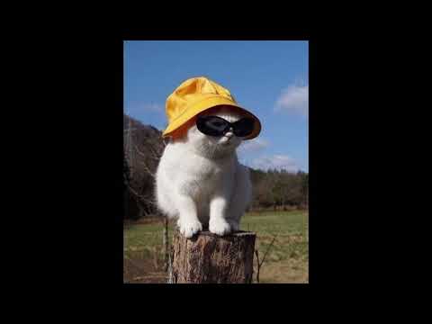 [무료비트]"까리한 고양이" #freebeats #countrytypebeat #countrymusic #시골고양이 #시골여행  #beatmaking