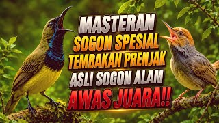 Masteran Sogon Spesial 🔥 Tembakan Prenjak Asli Sogon Alam | Bikin Rajin Bunyi & Variasi Isian