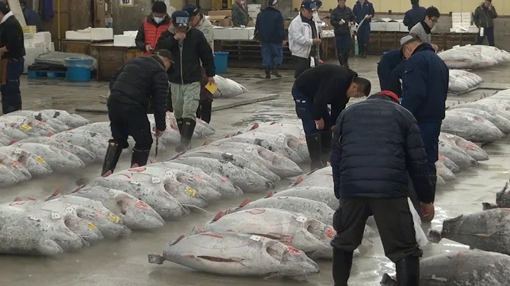 Tsukiji Fish Market Guide: Tuna Auction and Breakf...