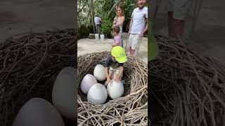 Динозавровая кладка #динозавр #яйца Dinosaurs eggs #mexico #xcaret #garden